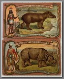 animals of the Sub-Continent